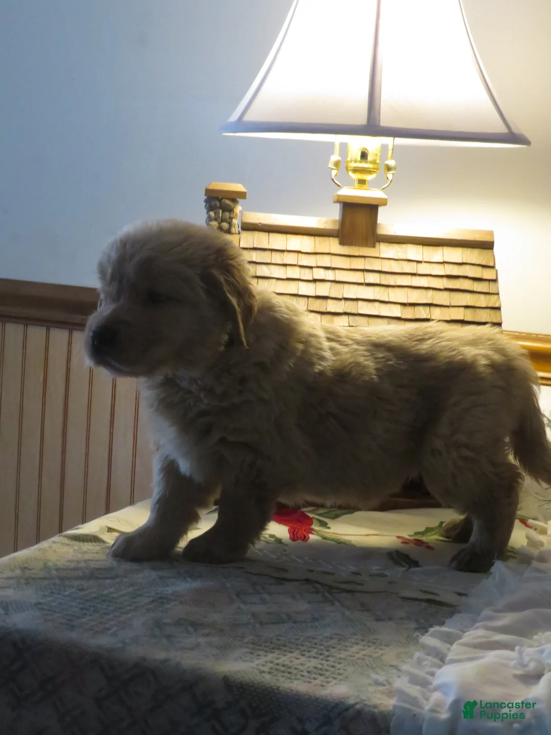 Golden Retriever dogs for sale: LINCOLN - CHAMPION LINE - Ad 9