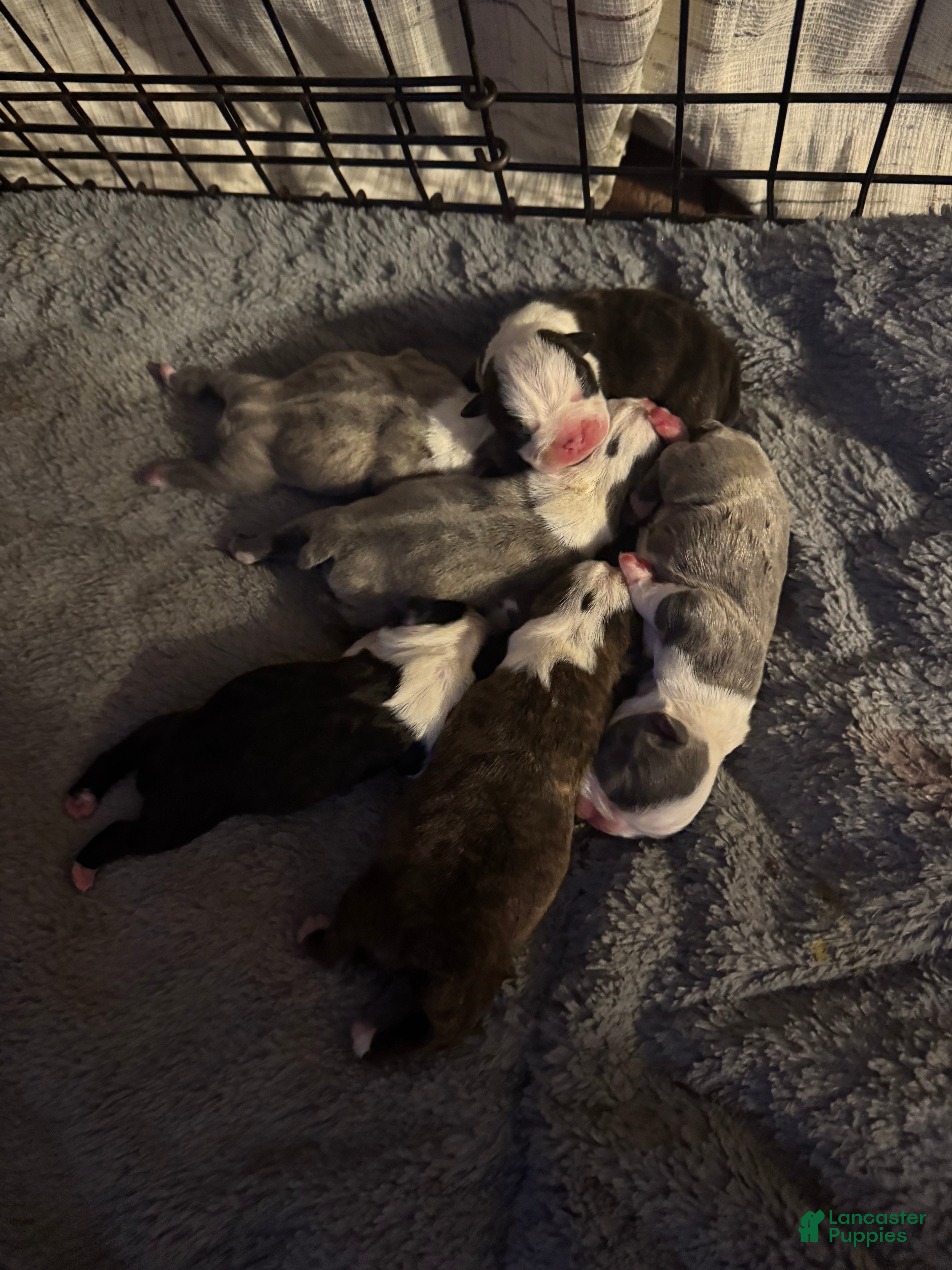 Boston Terrier dogs Boston Terrier Puppy 4 - Ad 35