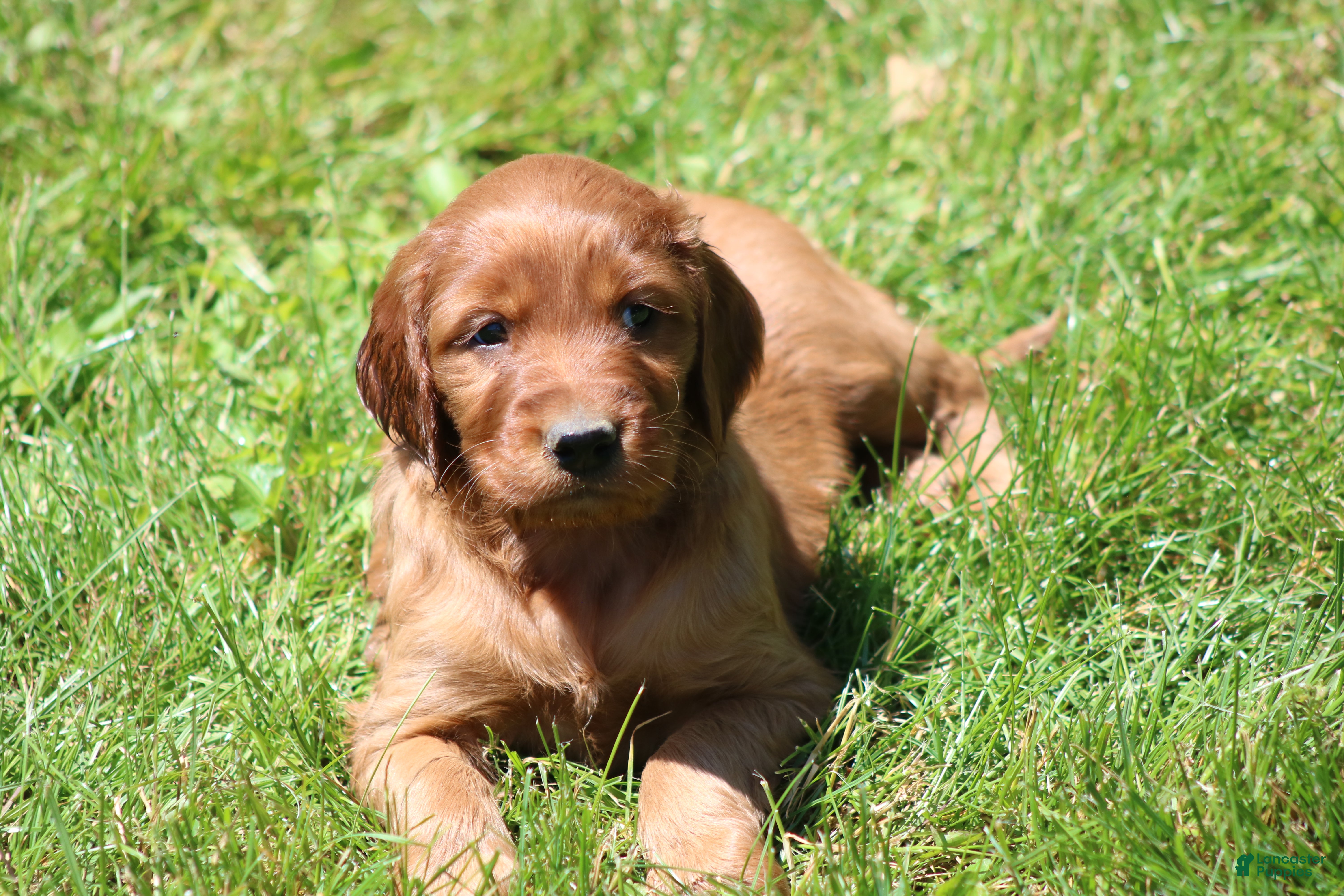 Irish Setter dogs for sale: Ivy - Ad 1