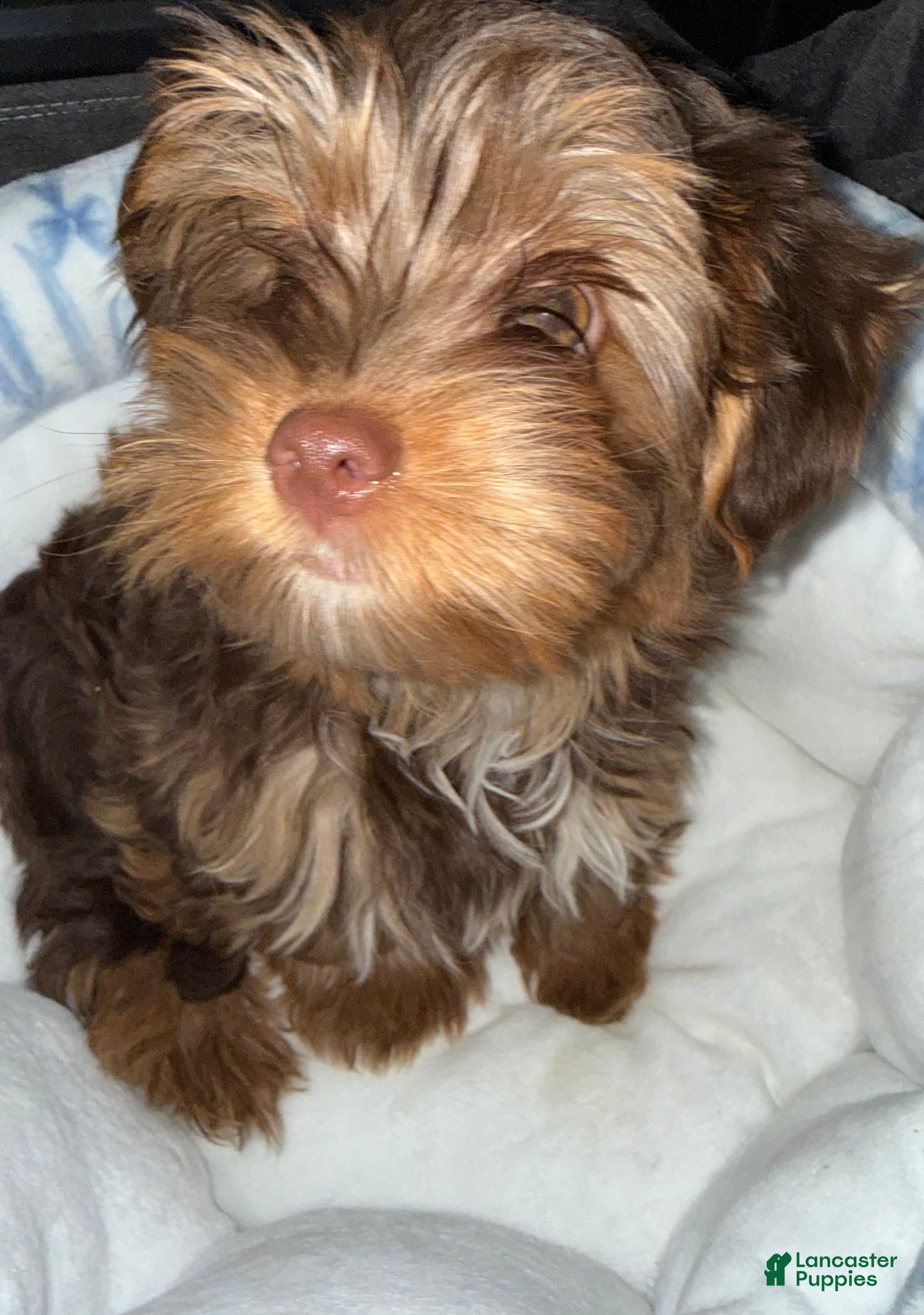 Yorkshire Terrier dogs Twix  - Ad 2