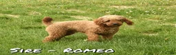 Mini Goldendoodle dogs for sale: Odin - Ad 10