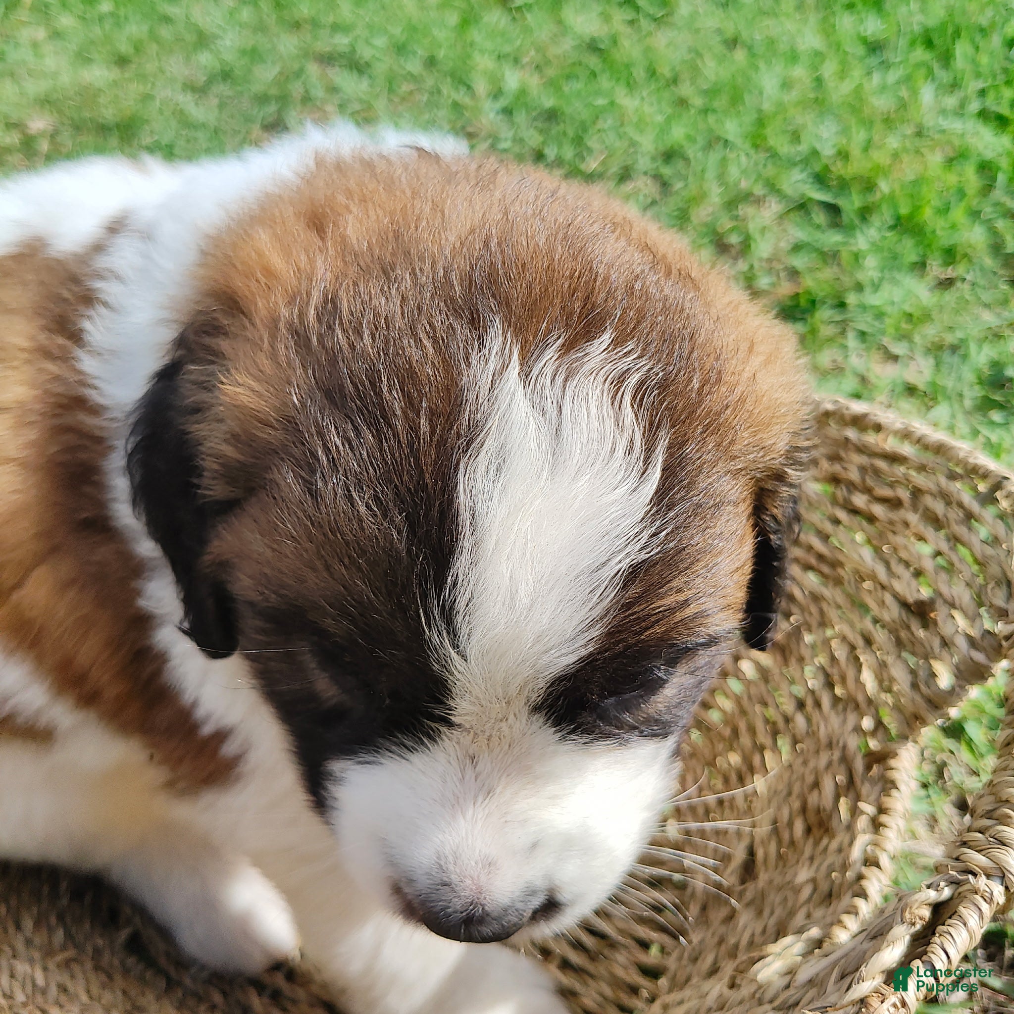 Saint Bernard Pyrenees mix Puppy 7
