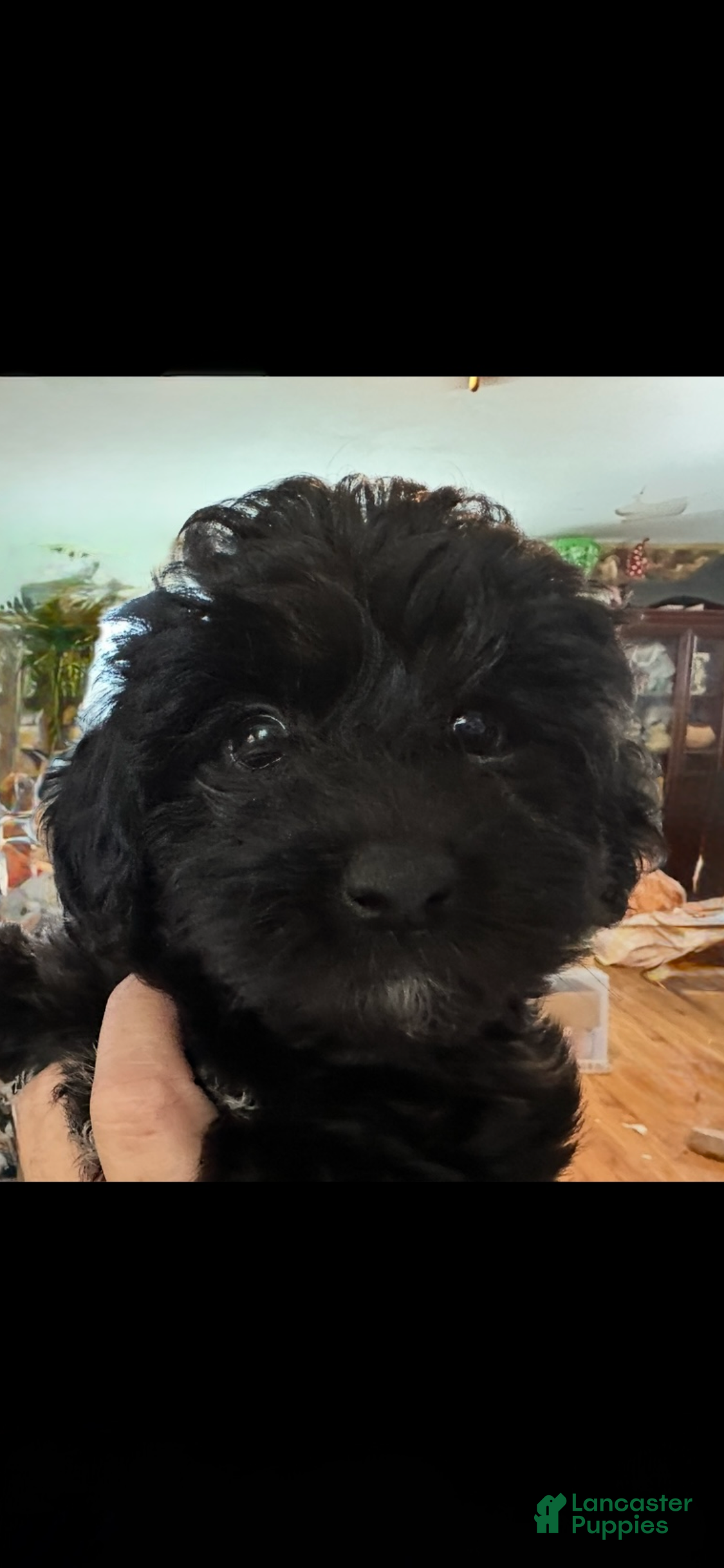 Yorkiepoo dogs Teacup Bandit - Ad 7