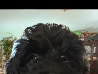 Yorkiepoo dogs Teacup Bandit - Ad 14