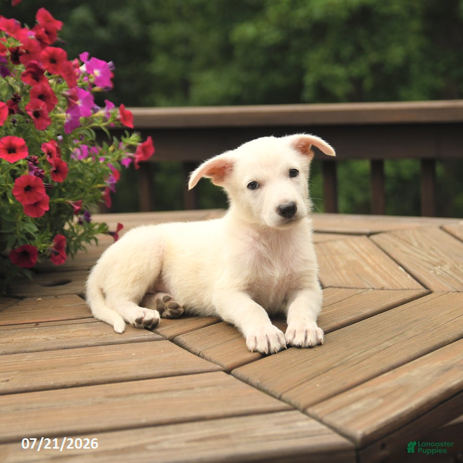 German Shepherd dogs Max - Ad 2