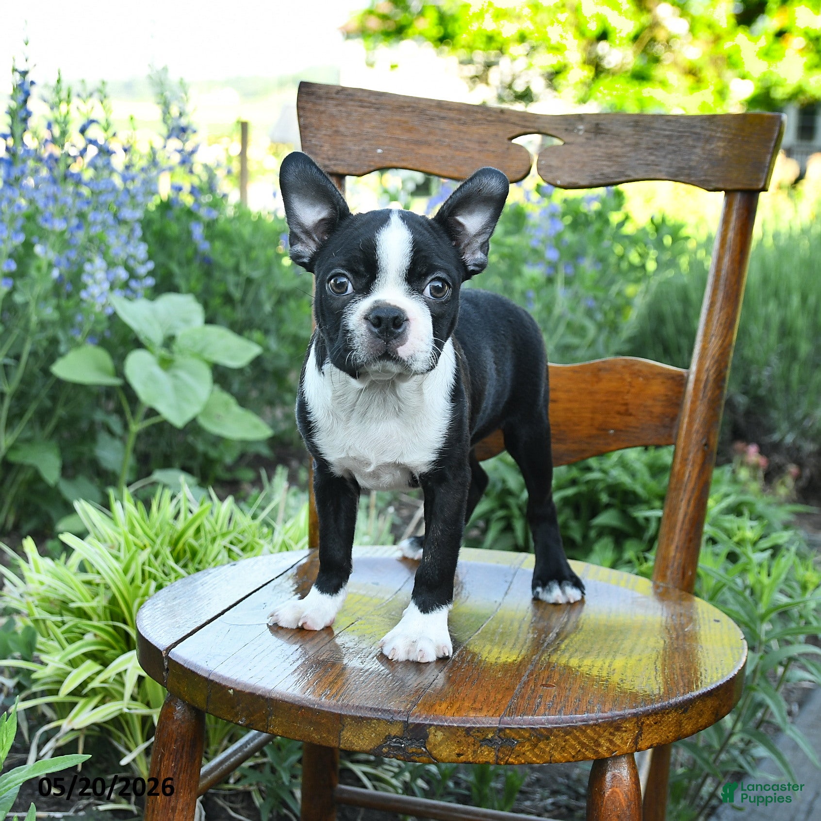 Boston Terrier dogs Vadar  - Ad 1