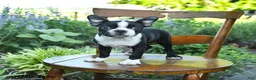 Boston Terrier dogs for sale: Vadar  - Ad 1