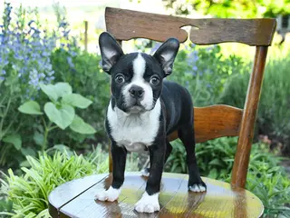 Boston Terrier dogs for sale: Vadar - Ad 4