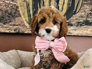 Cavapoo dogs Daisy F2 Cavapoo - Ad 15