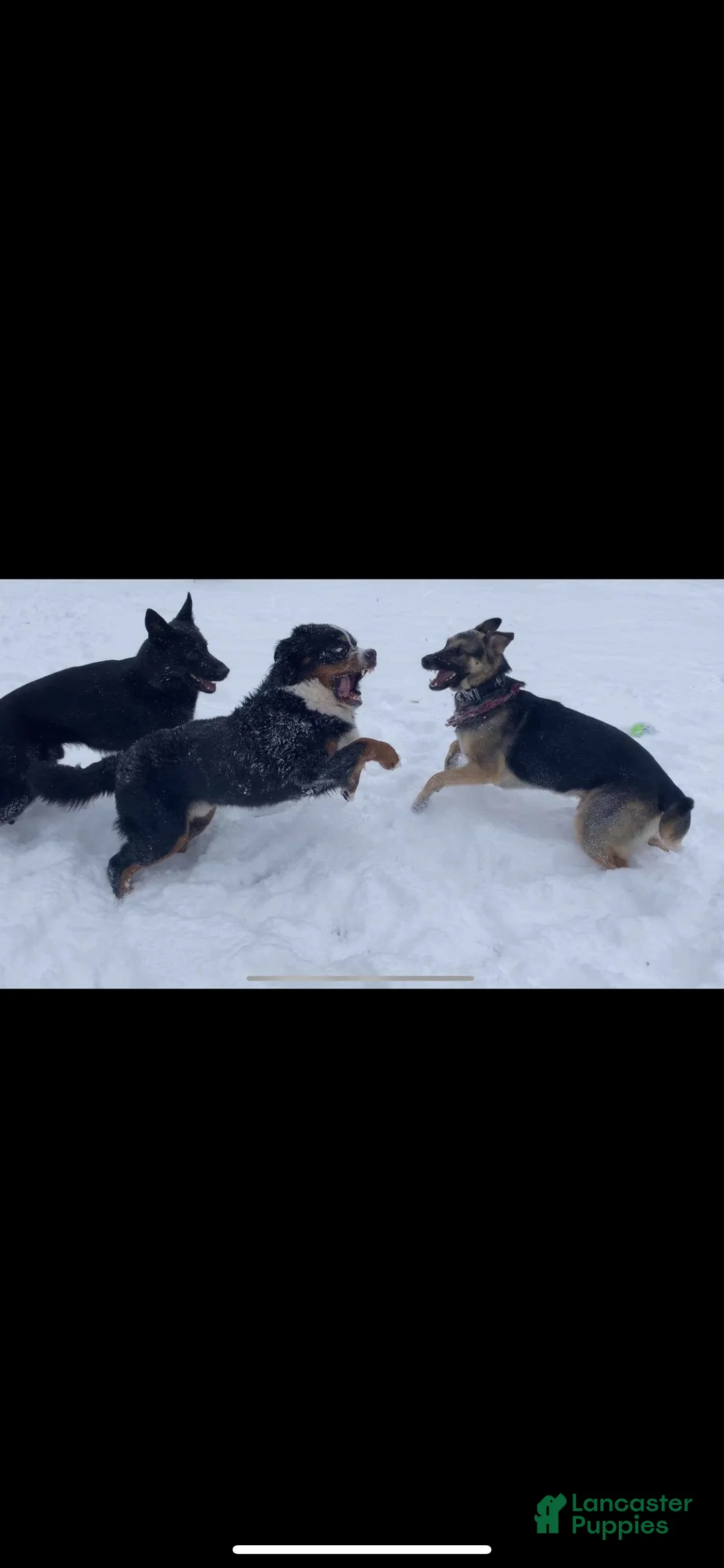 Bernese Mountain Dog dogs for stud: Winston - 7 ( STUD ) PICK OF THE LITTER - Ad 5