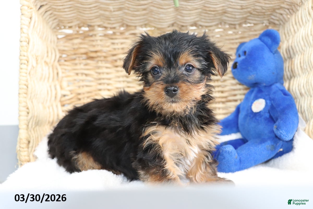 Yorkshire Terrier dogs Comet - Ad 2