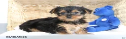 Yorkshire Terrier dogs for sale: Comet - Ad 2