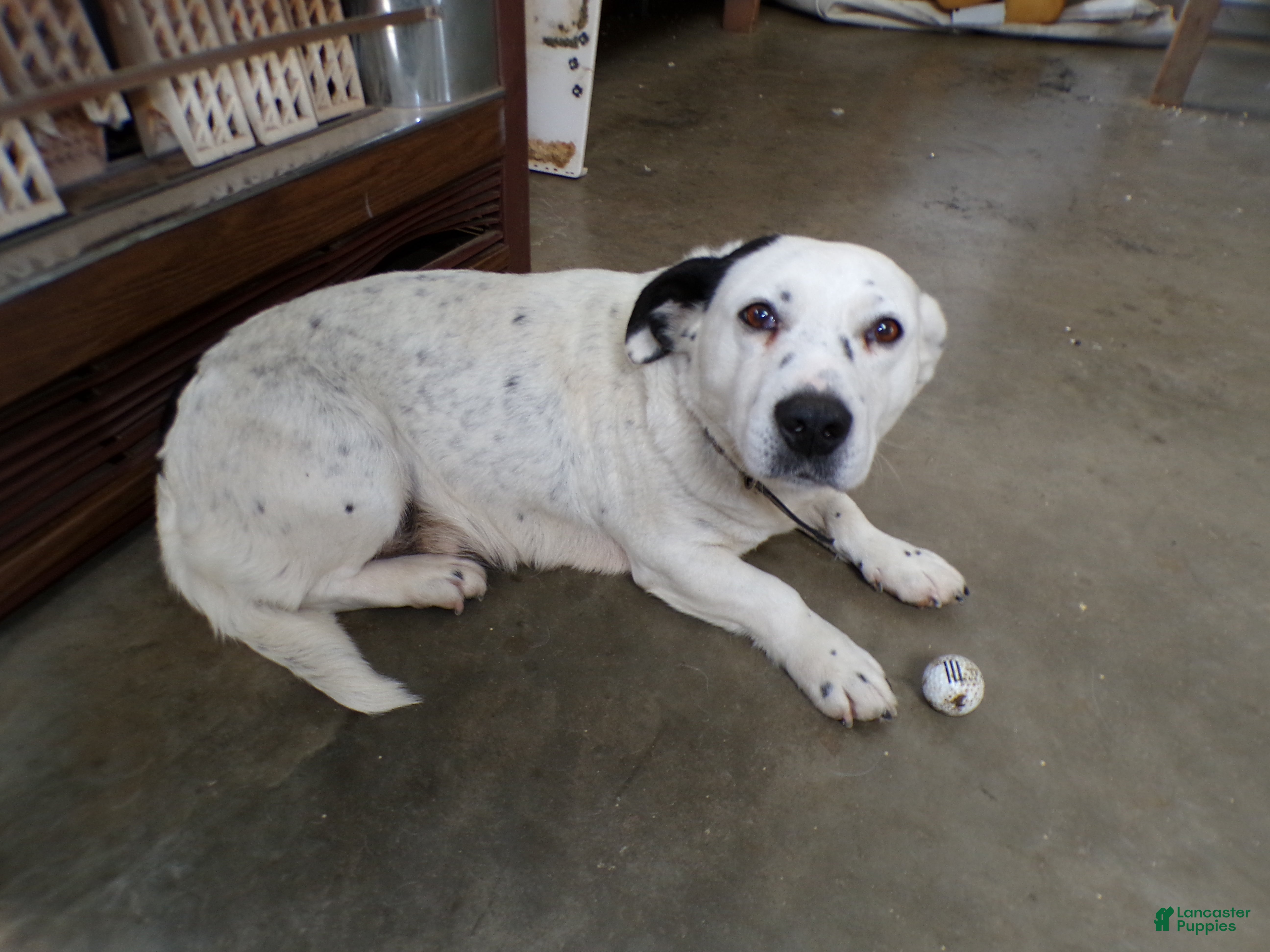 Mixed Breed dogs Mixed Breed Puppy 1 Trixie - Ad 12