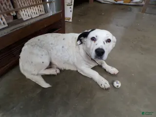 Mixed Breed dogs Mixed Breed Puppy 1 Trixie - Ad 9