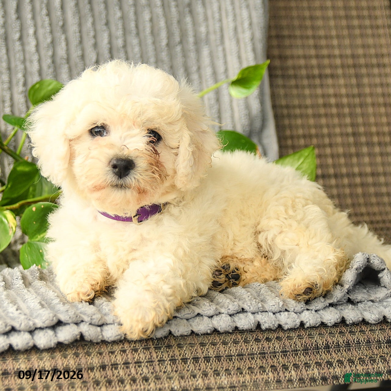 Bichpoo dogs Barbie - Ad 2