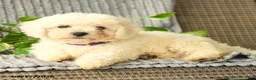 Bichpoo dogs for sale: Barbie - Ad 2