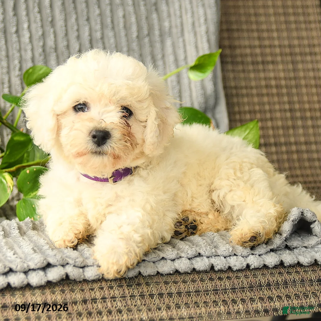 Bichpoo dogs for sale: Barbie - Ad 2