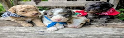 Miniature Poodle dogs for sale: Michaelageo  - Ad 6
