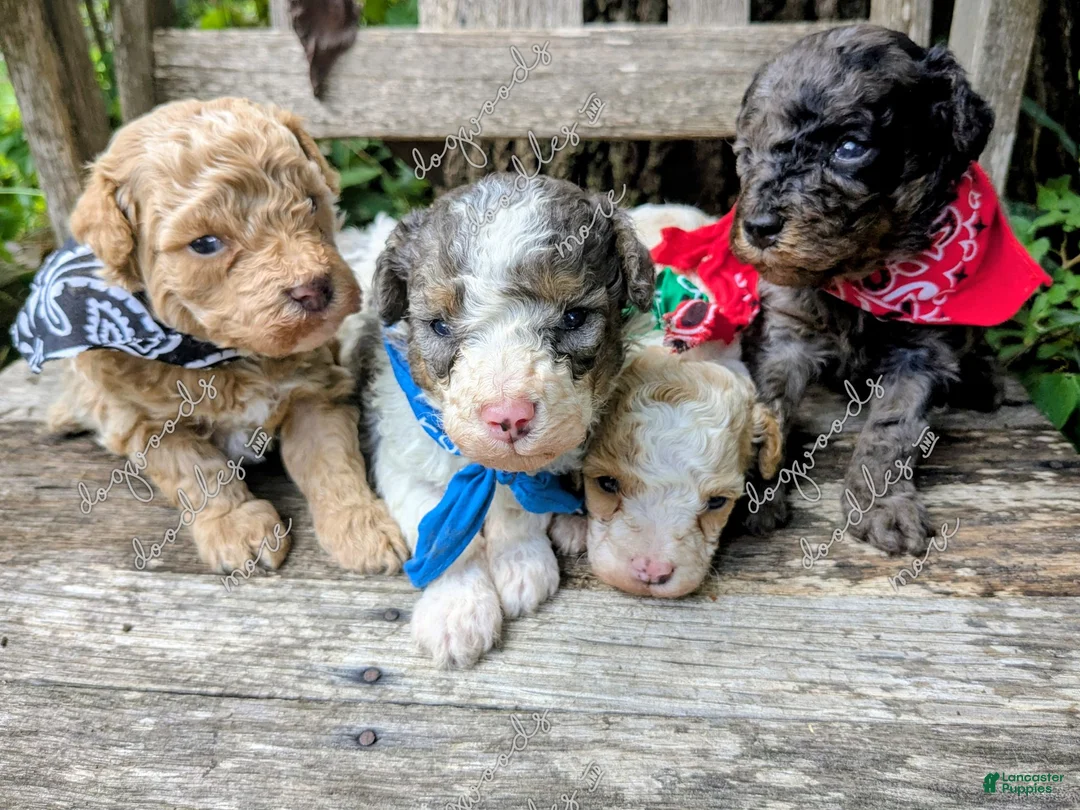 Miniature Poodle dogs for sale: Michaelageo  - Ad 6