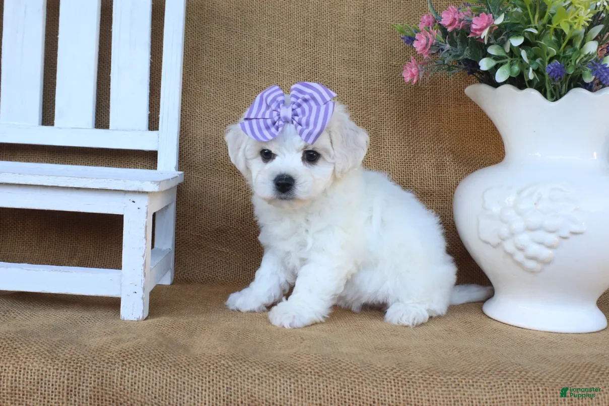 Bichon Frise dogs Aurora  - Ad 2