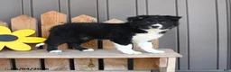 Border Collie dogs for sale: Florence - Ad 3