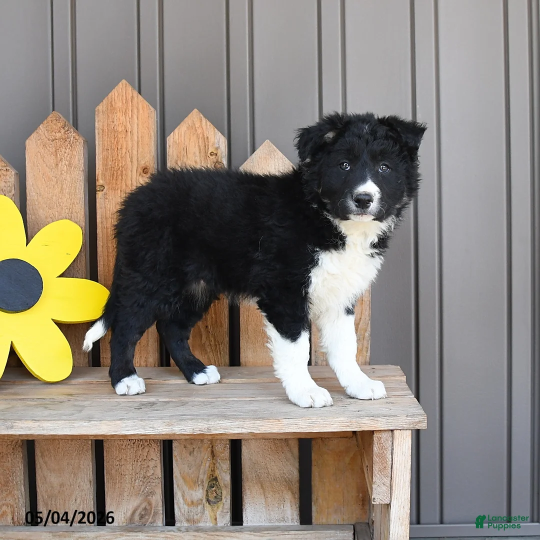 Border Collie dogs for sale: Florence - Ad 3