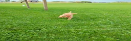 Golden Retriever dogs for sale: Goldie - Ad 8