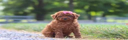 Cavapoo dogs for sale: Poppy - Ad 4