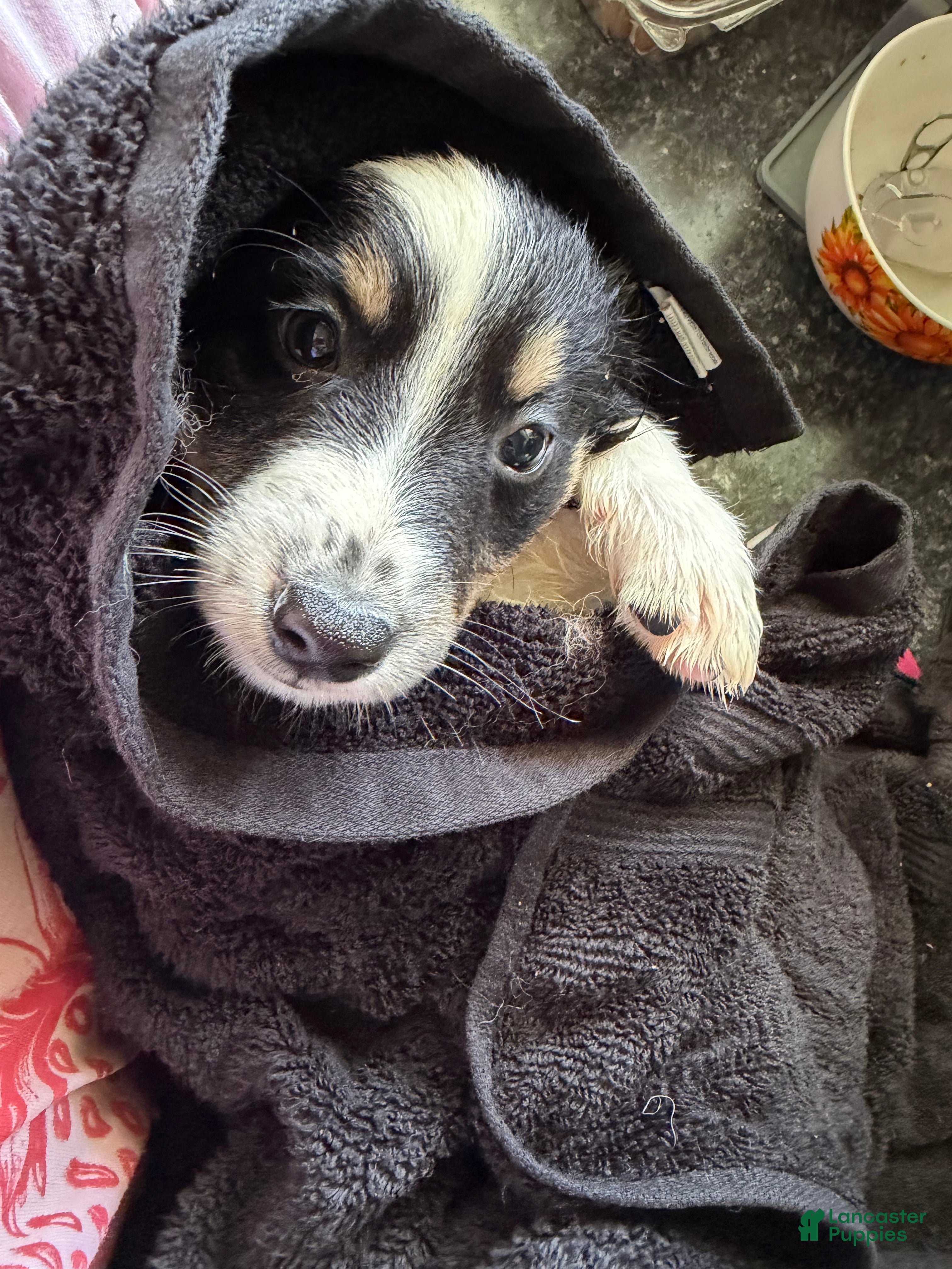 Australian Shepherd dogs Rover - Ad 28