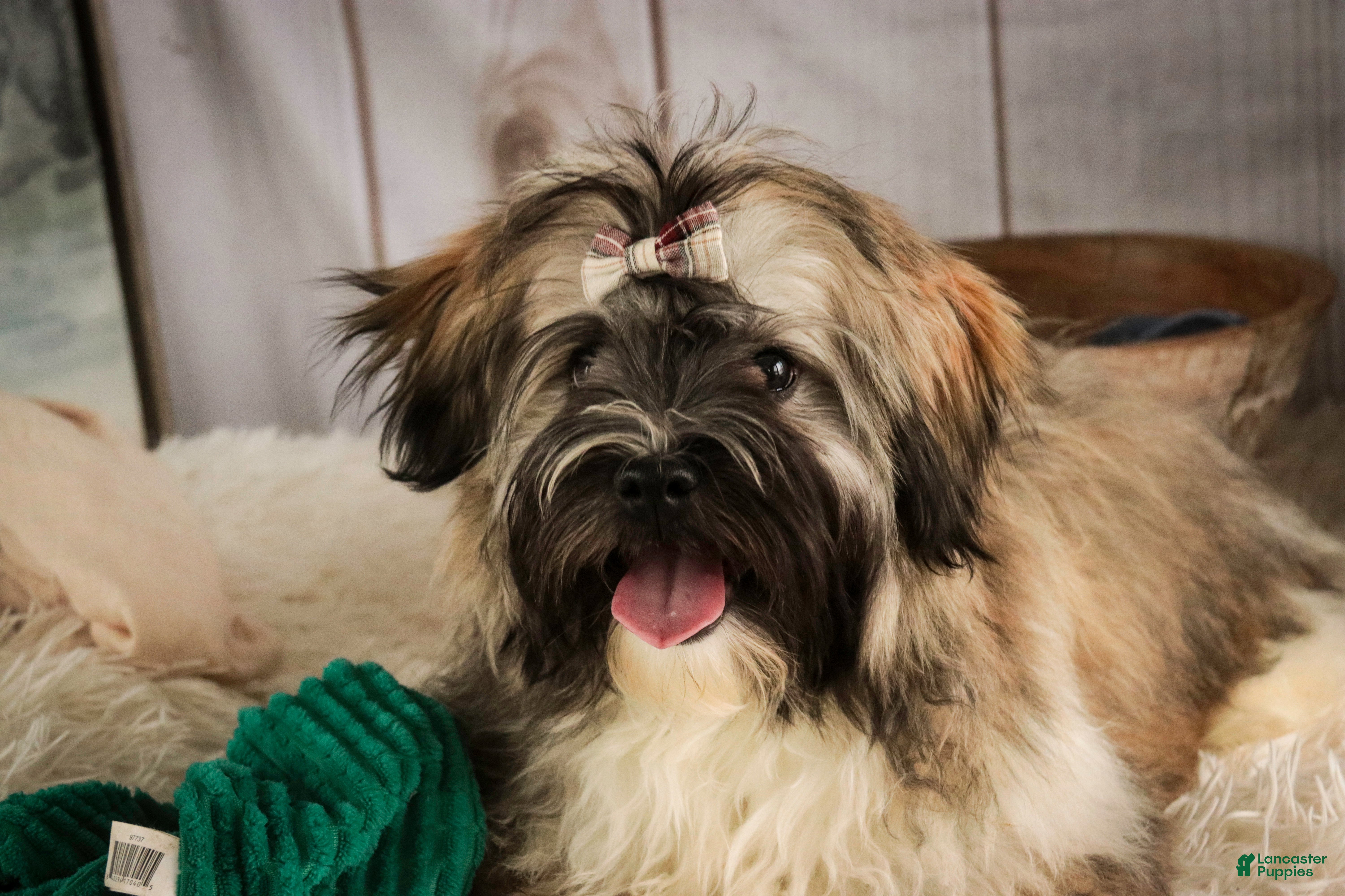 Havanese dogs Hoosier - Ad 2