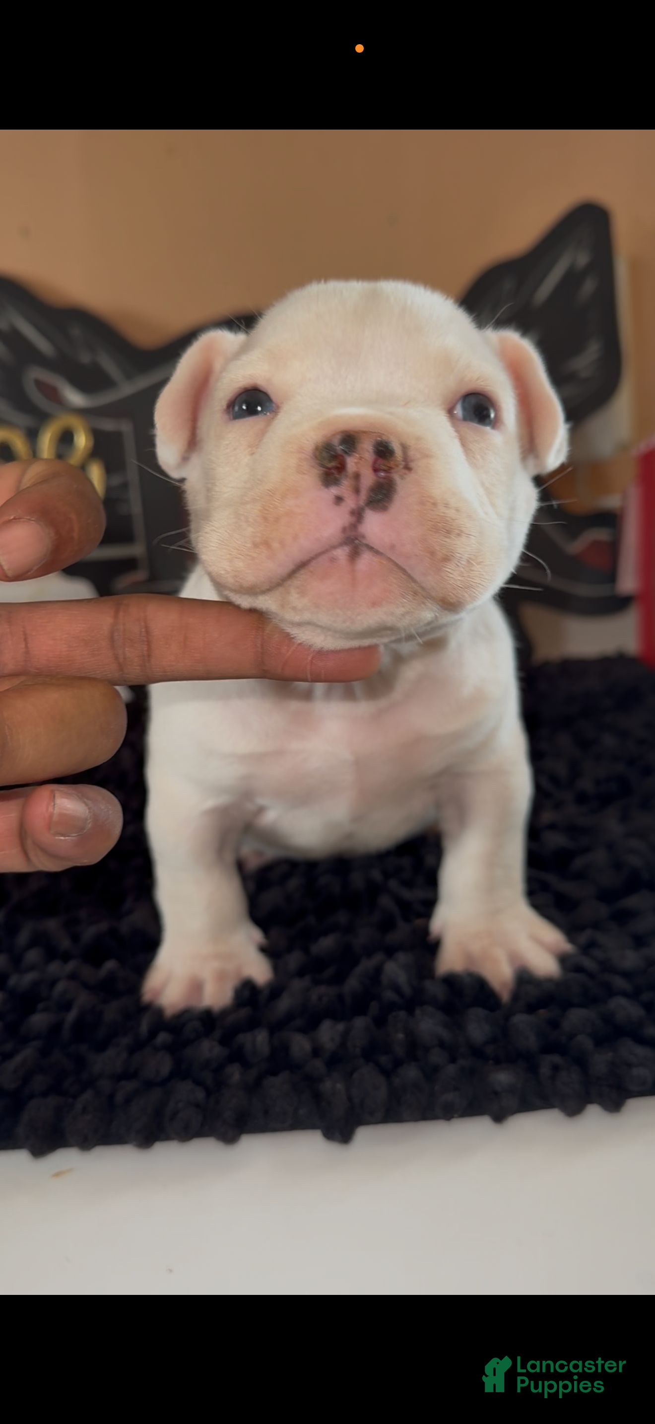 American Bully dogs COW PATCH BULLY  - Ad 13
