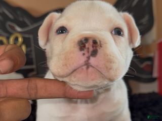 American Bully dogs COW PATCH BULLY - Ad 13