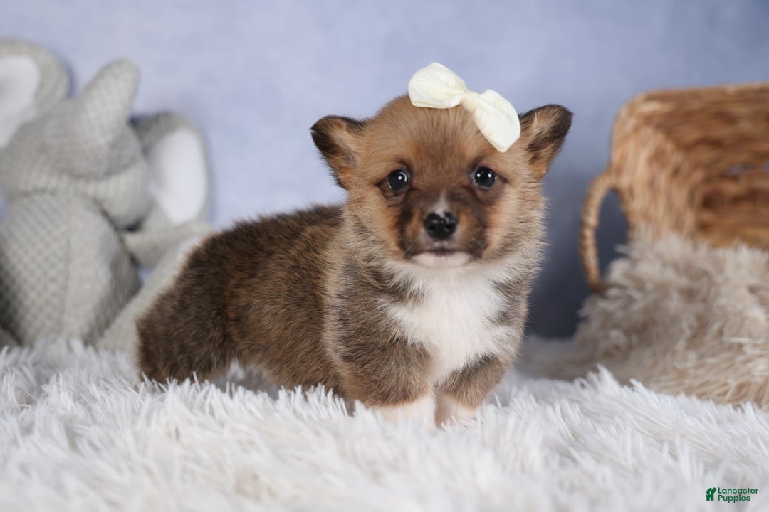 Welsh Corgi Pembroke dogs for sale: LITTLE CHIEF - Ad 2