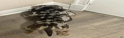American Pit Bull Terrier dogs for sale: Bio - Ad 2