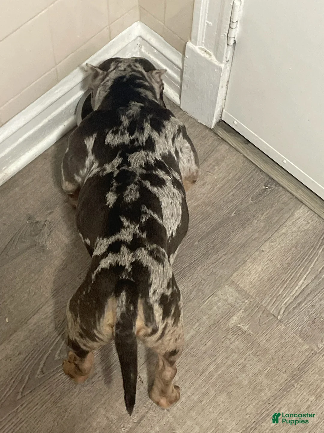 American Pit Bull Terrier dogs for sale: Bio - Ad 2