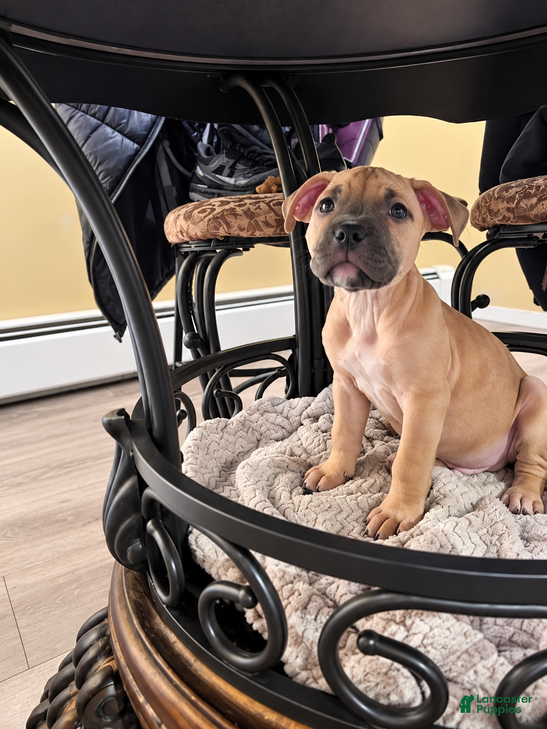 American Bully dogs for sale: Axel - Ad 9