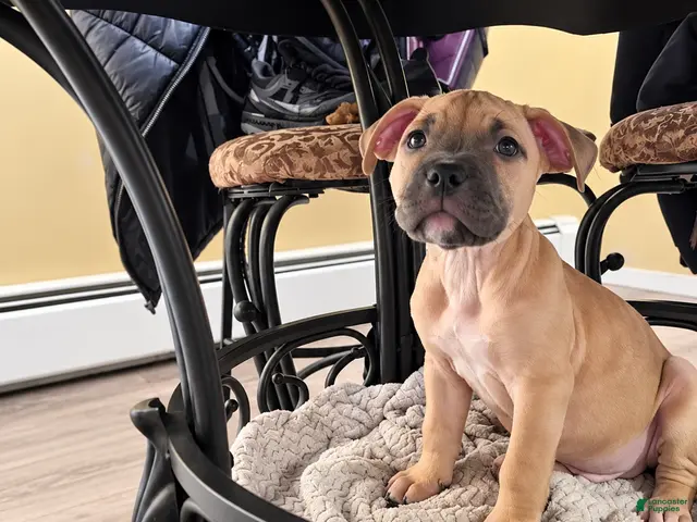 American Bully dogs for sale: Axel - Ad 9
