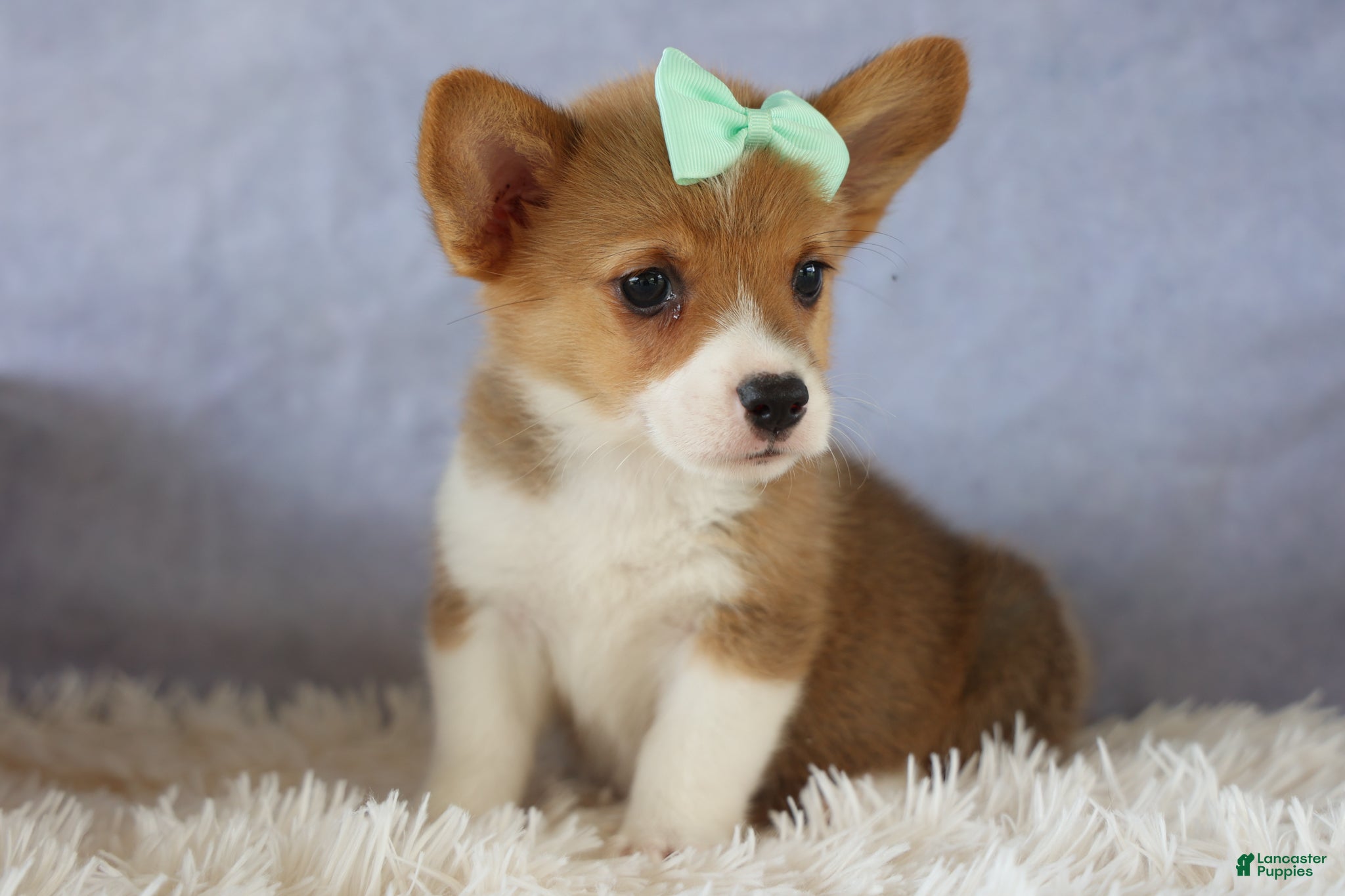 Welsh Corgi Pembroke dogs Zella 💗 - Ad 1