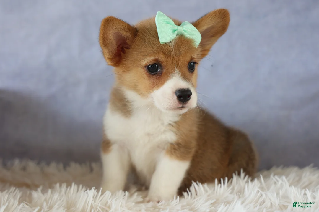 Welsh Corgi Pembroke dogs for sale: Zella 💗 - Ad 1