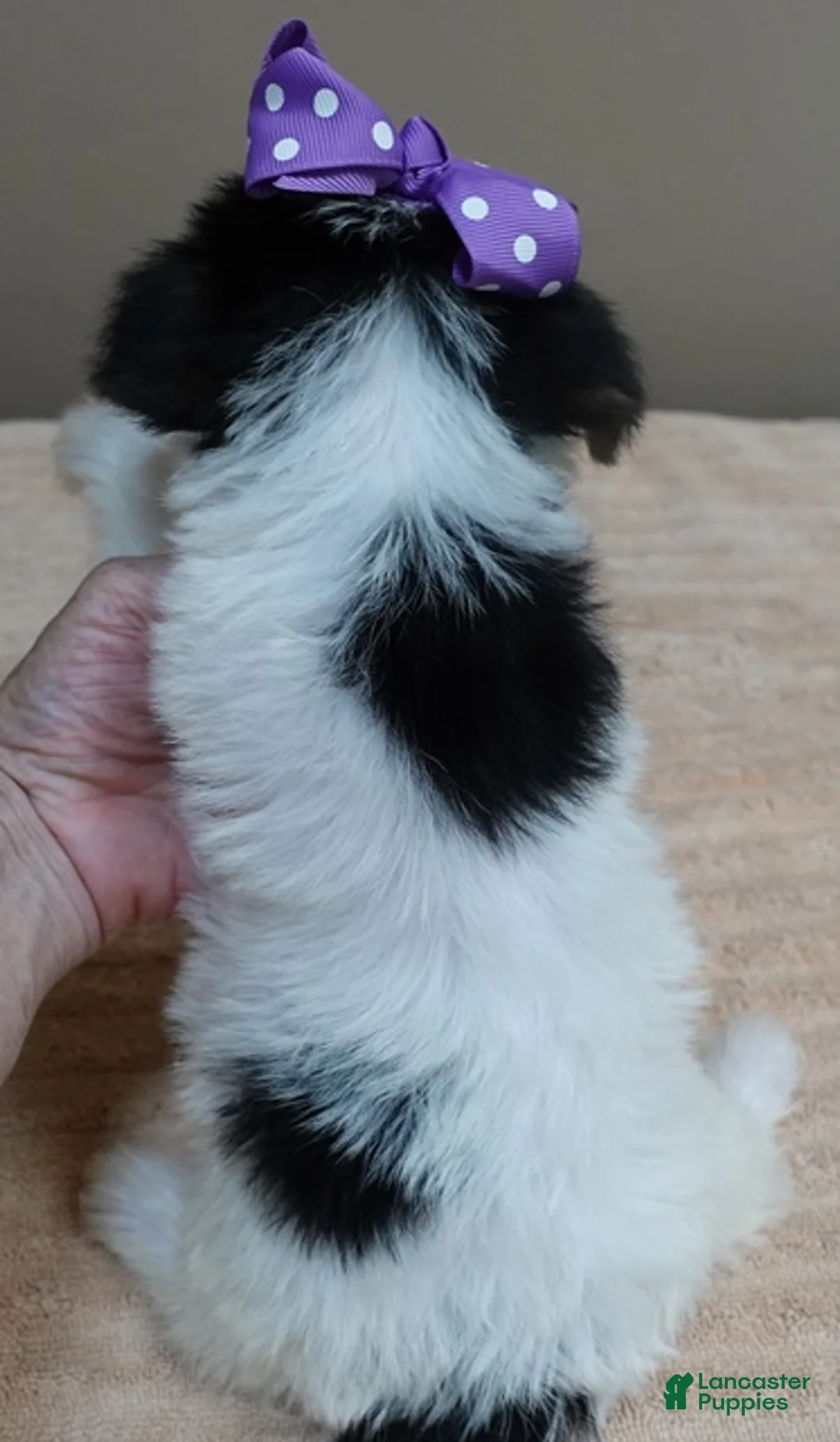Yorkshire Terrier dogs for sale: Panda - Ad 2