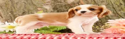 Cavalier King Charles Spaniel dogs for sale: Zack - Ad 8