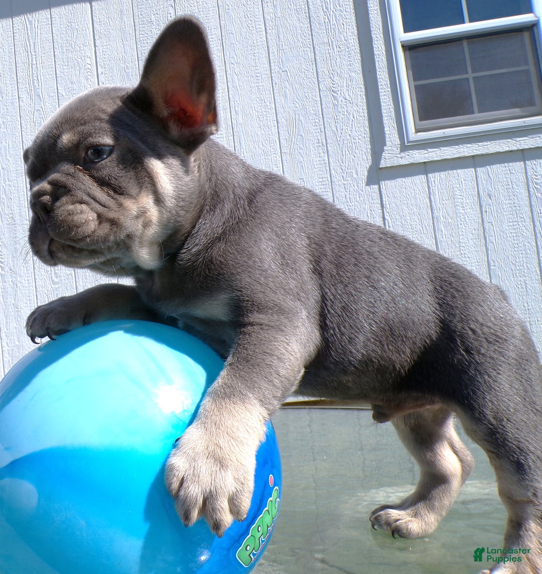French Bulldog dogs for sale: French Bulldog Puppy 2 Rochester - Ad 2