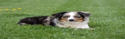 Miniature Australian Shepherd dogs for sale: London - Ad 17