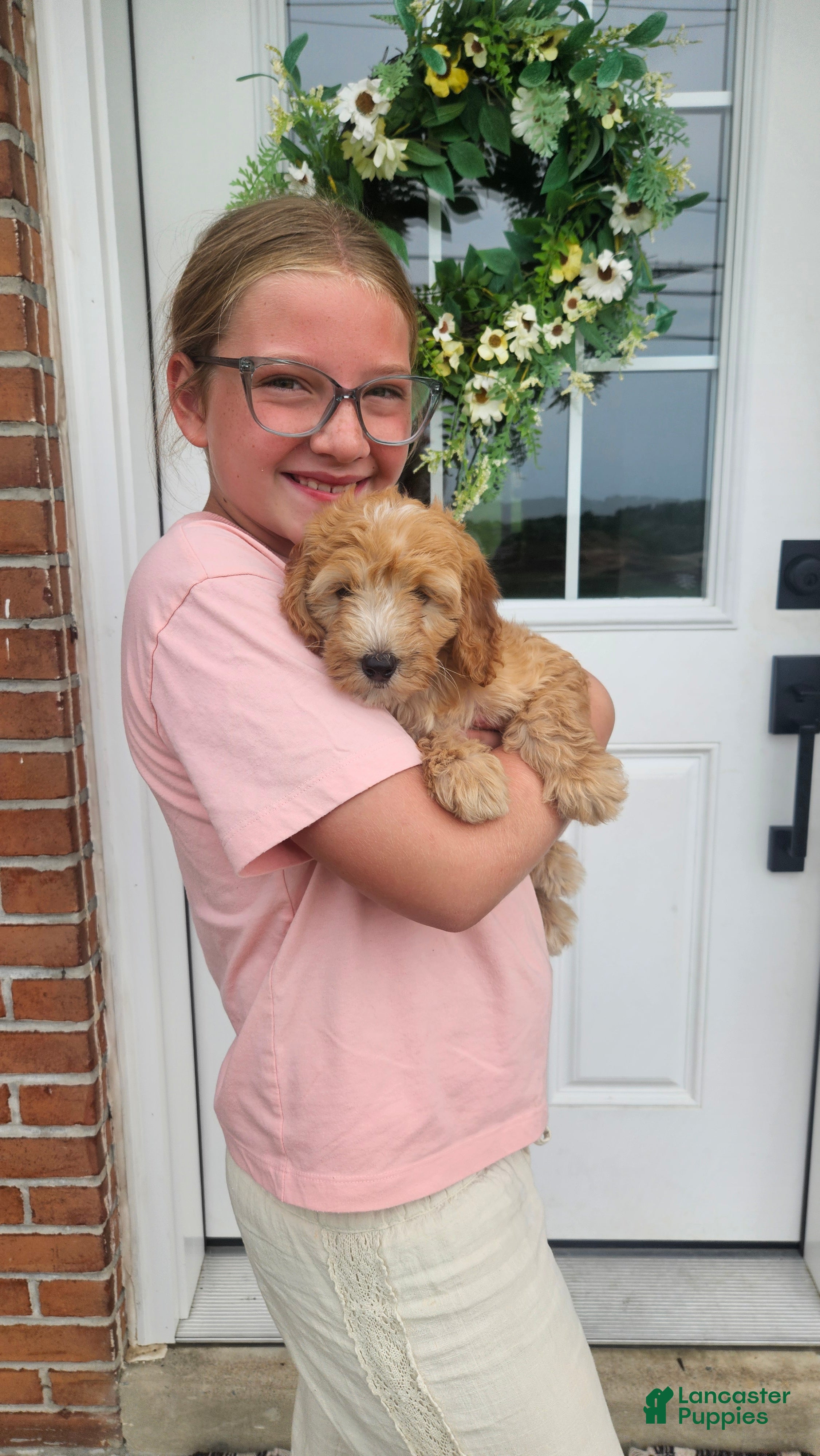Mini Goldendoodle dogs Peach - Ad 1