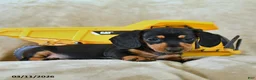 Dachshund dogs for sale: Petunia - Ad 4