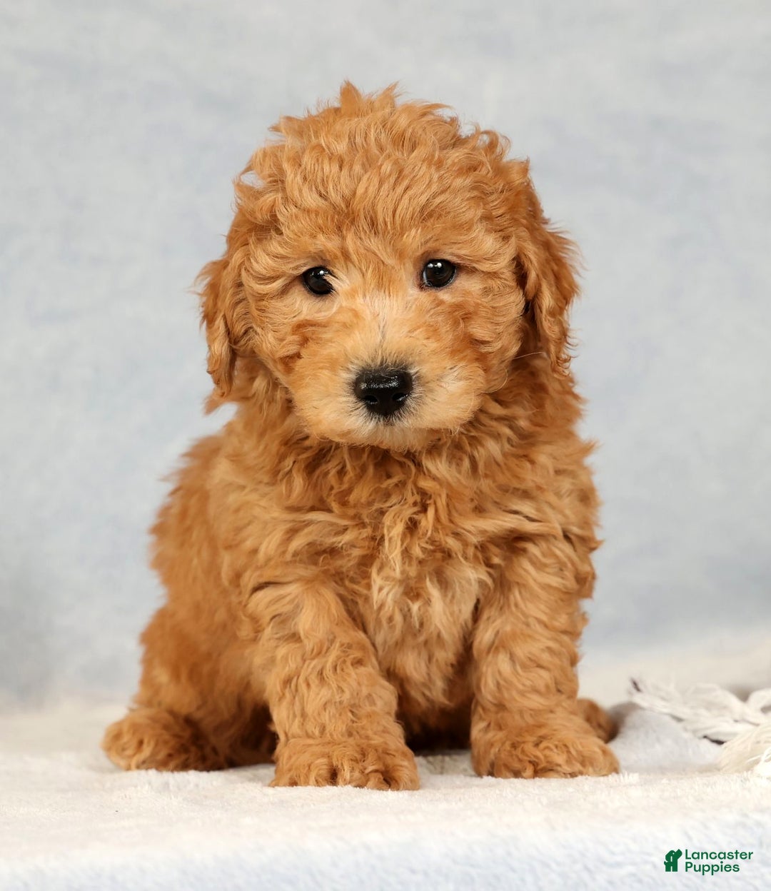 Bichpoo dogs for sale: Carson - Ad 4