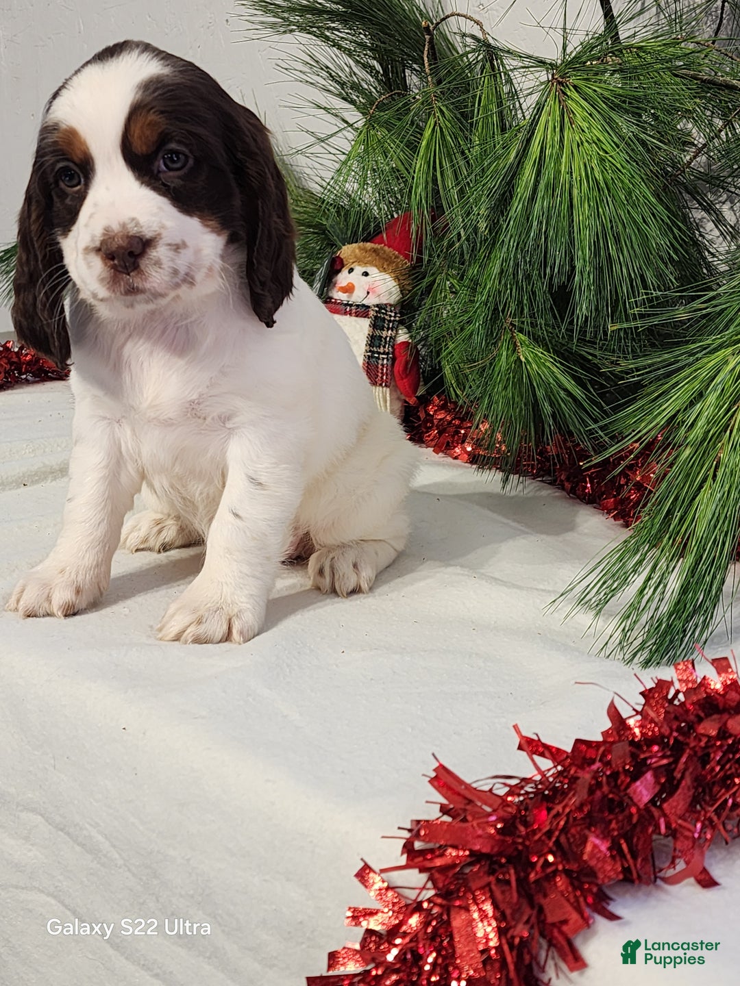English Springer Spaniel dogs for sale: Marlene  - Ad 1