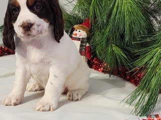 English Springer Spaniel dogs Marlene - Ad 13