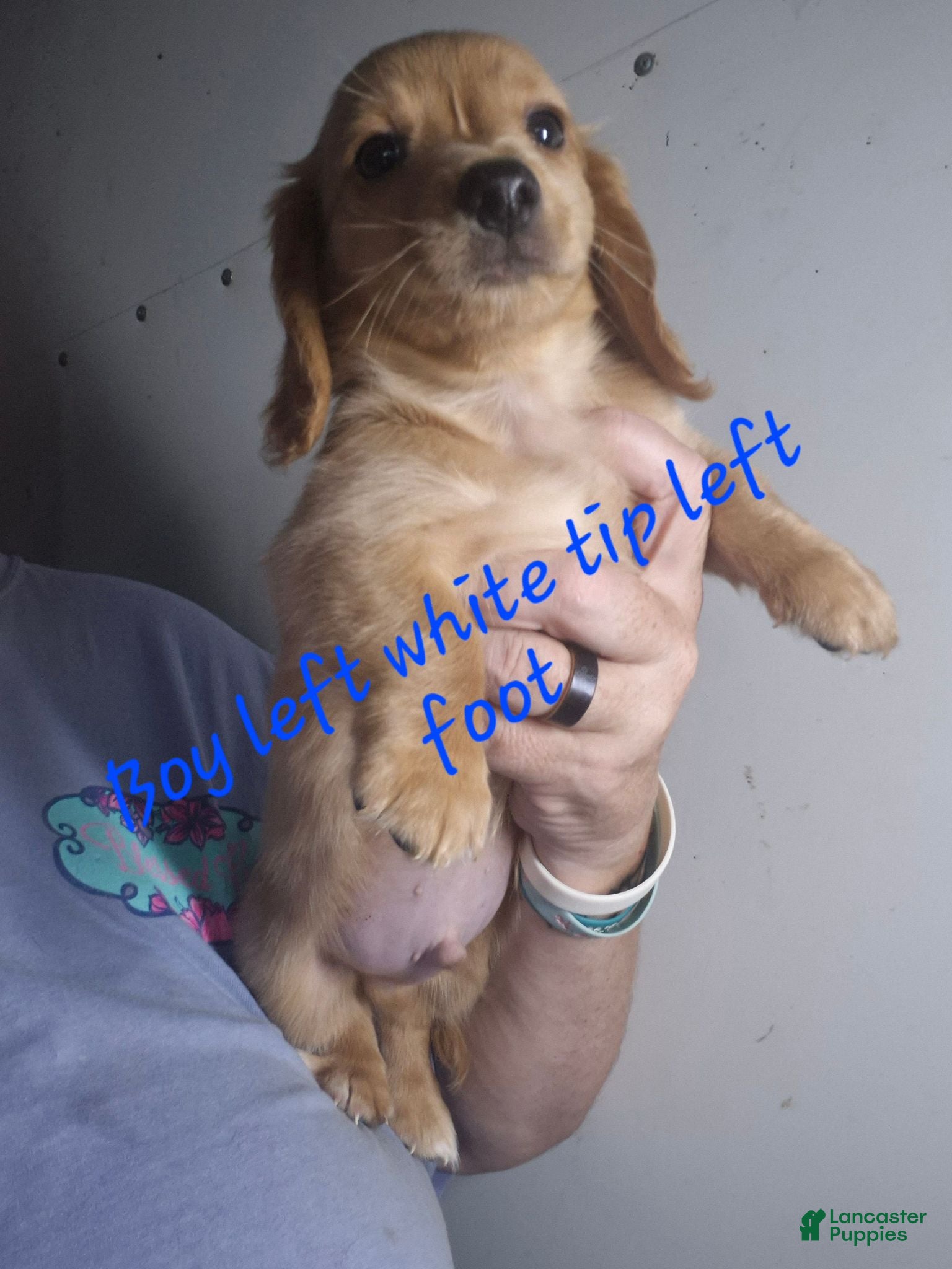 Miniature Dachshund dogs Miniature Dachshund 3 - Ad 1