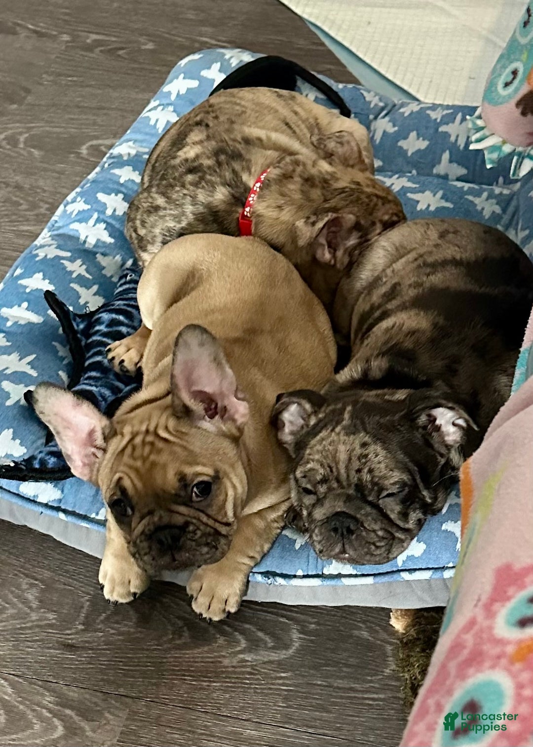French Bulldog dogs for sale: Tiny - Ad 11